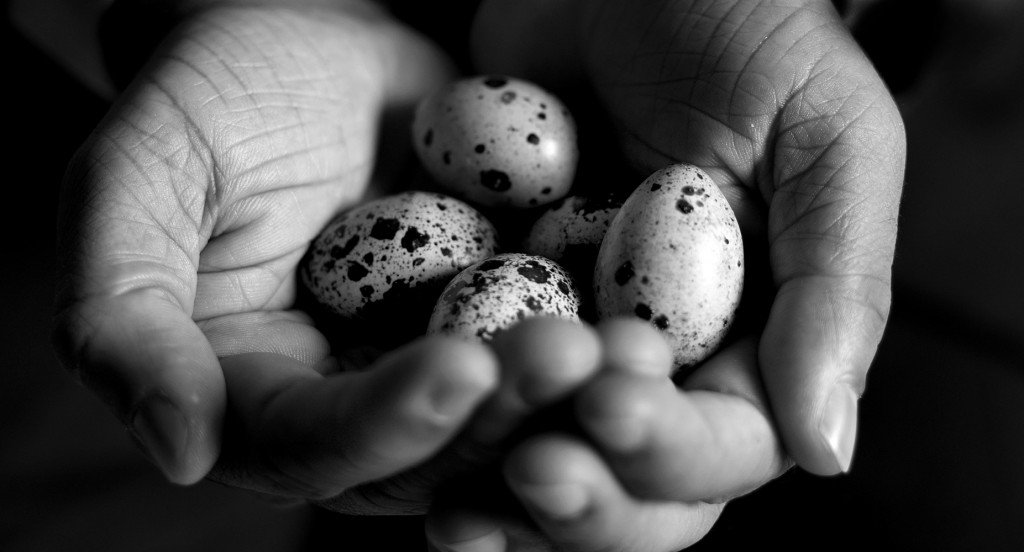 quails eggs in hands